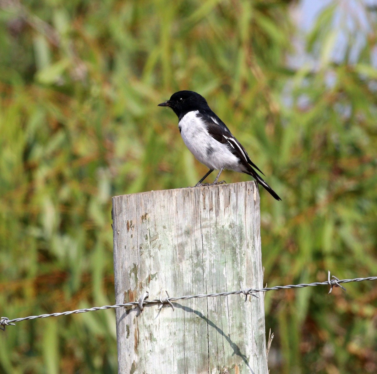 Hooded Robin - ML617011786