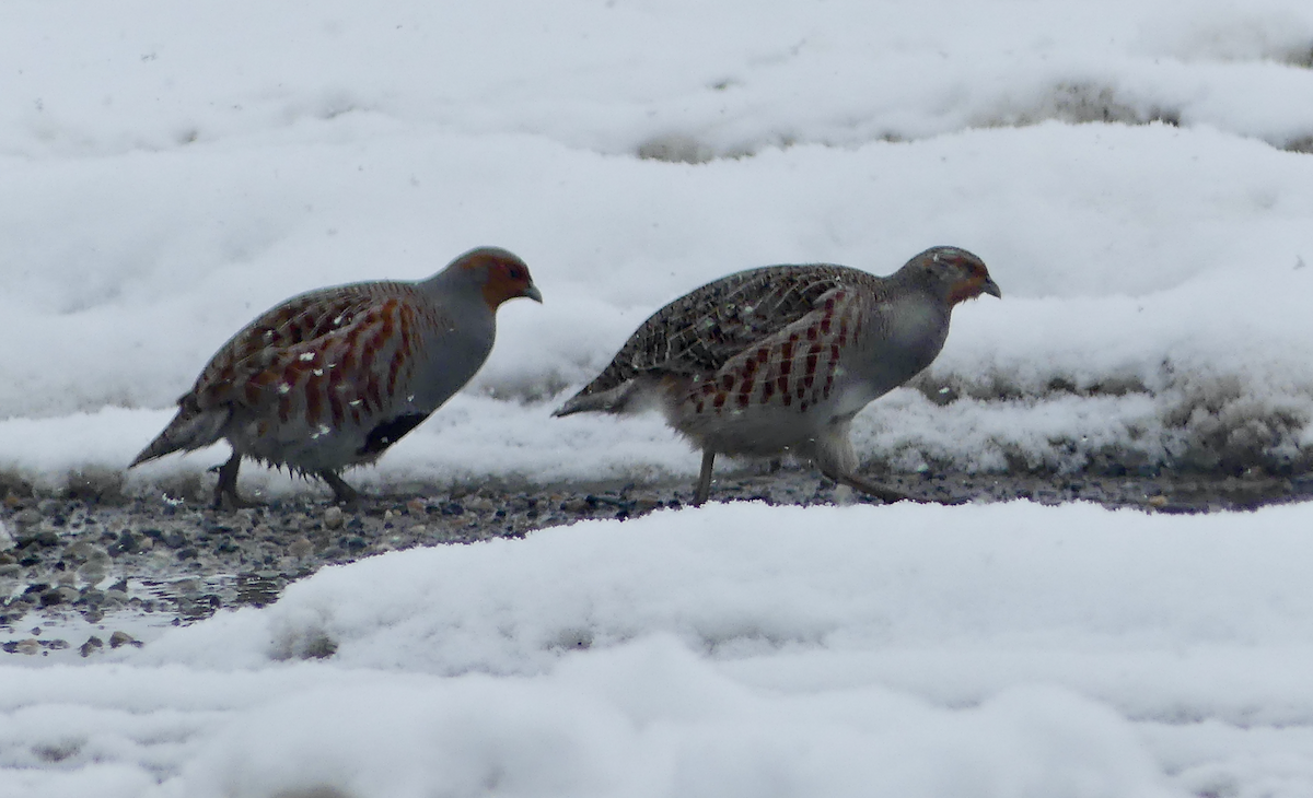 Gray Partridge - ML617011792