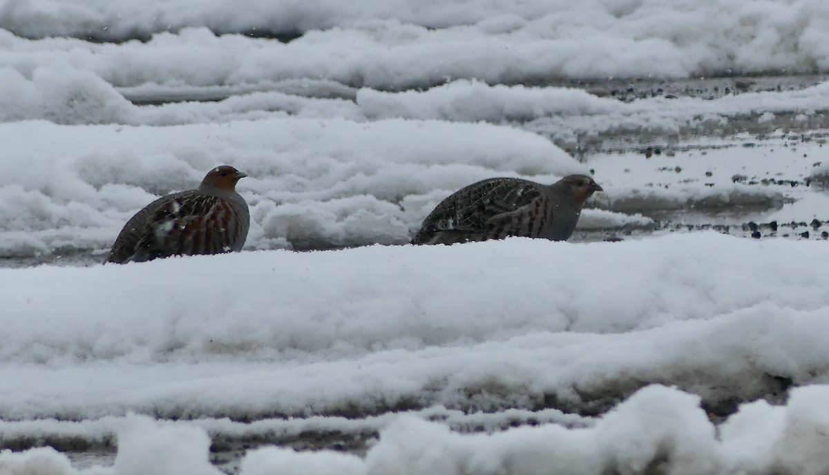 Gray Partridge - ML617011795