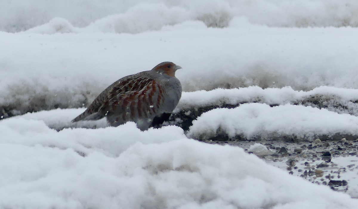 Gray Partridge - ML617011796