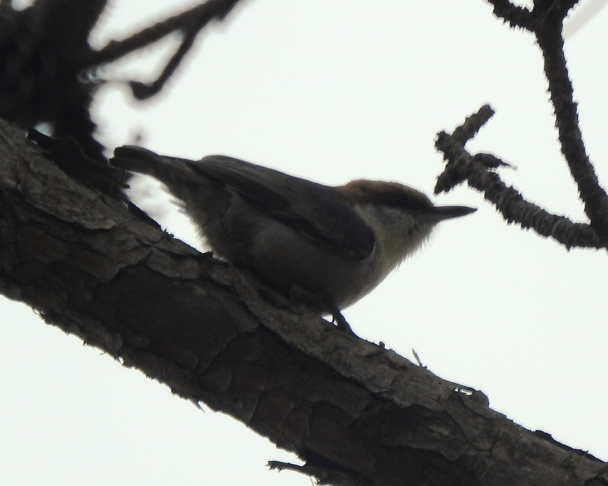 Brown-headed Nuthatch - ML617011800