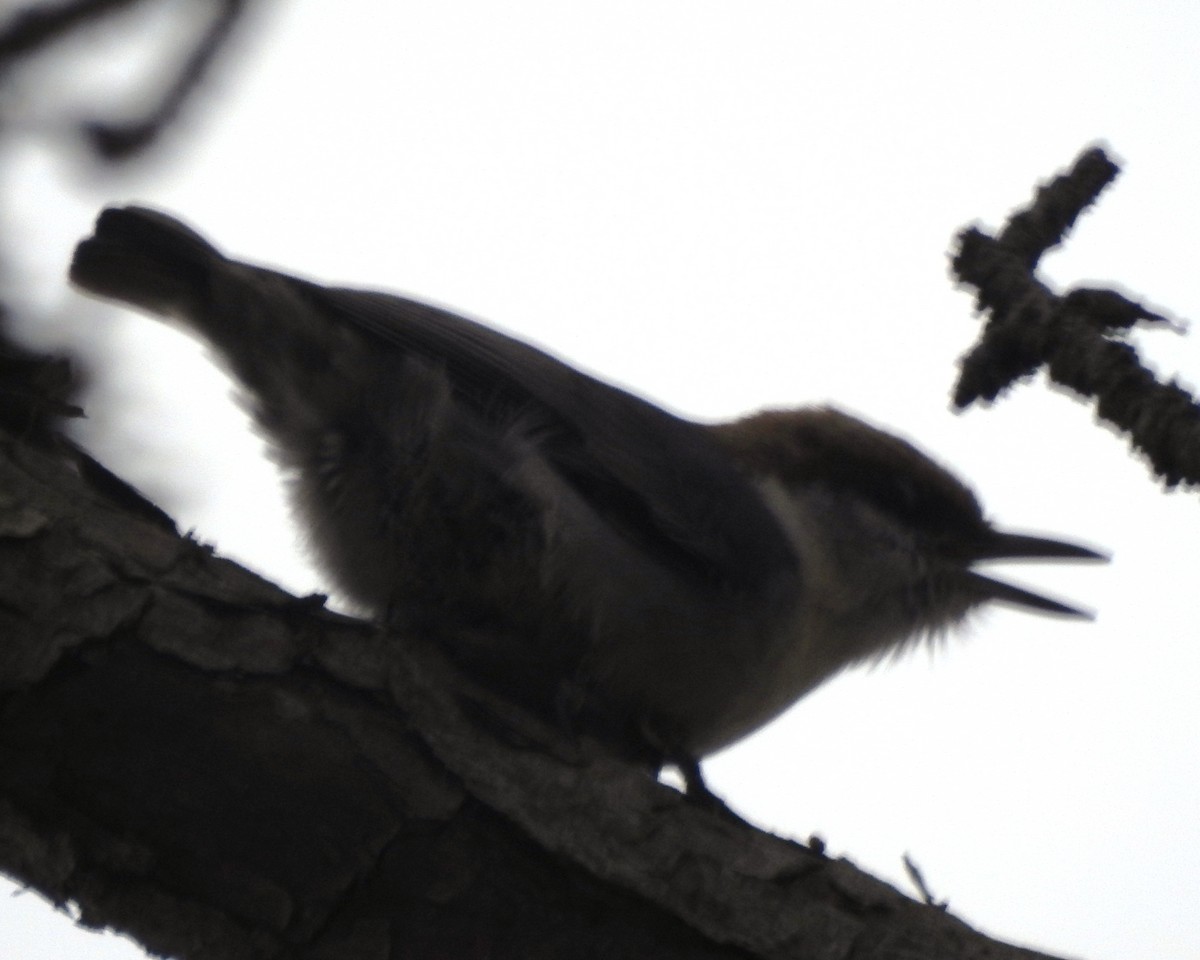 Brown-headed Nuthatch - ML617011805