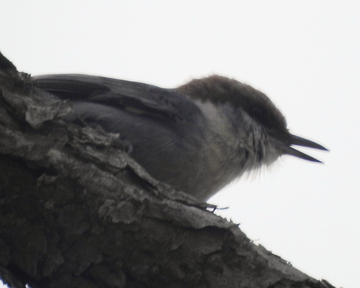 Brown-headed Nuthatch - ML617011808