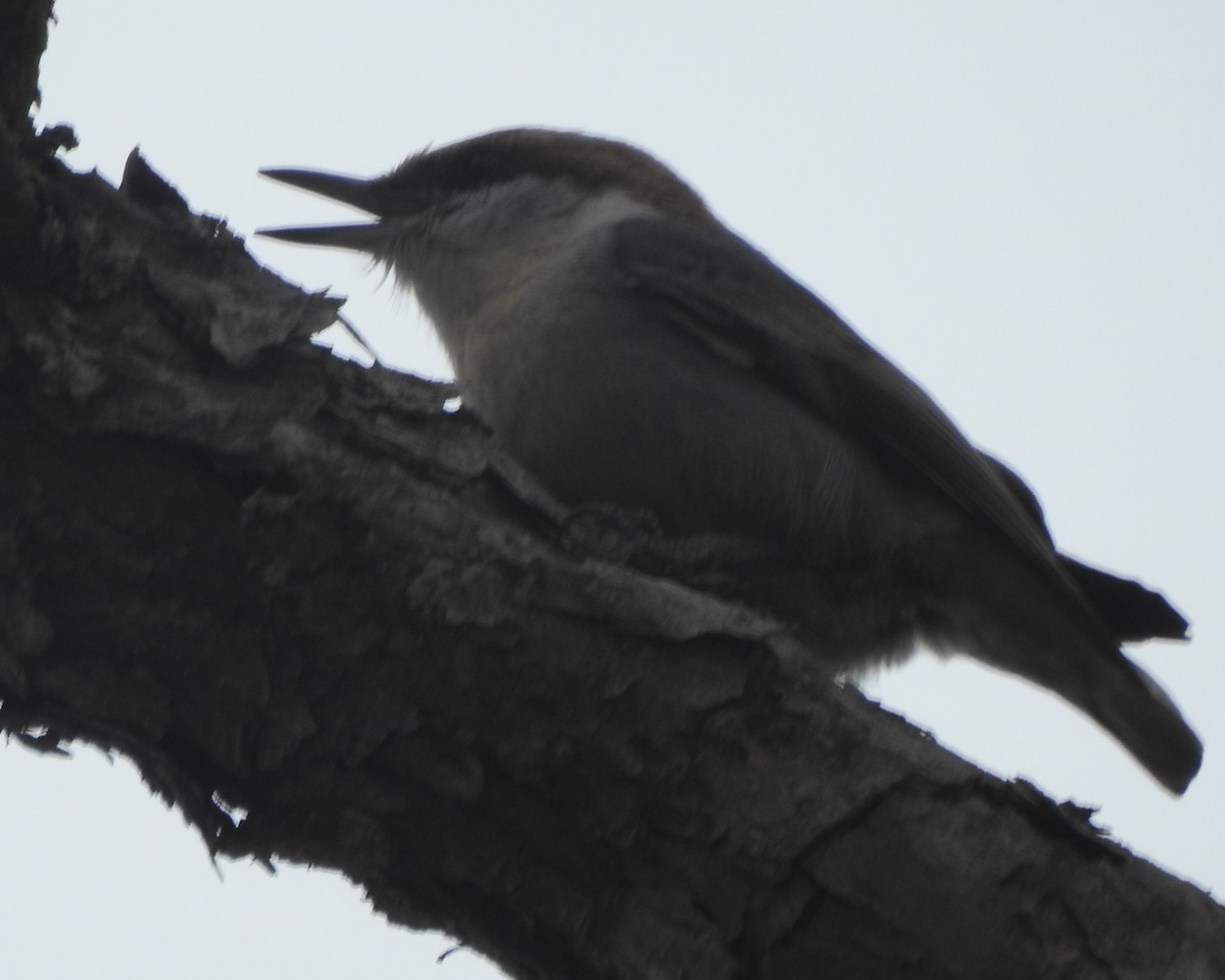 Brown-headed Nuthatch - ML617011809