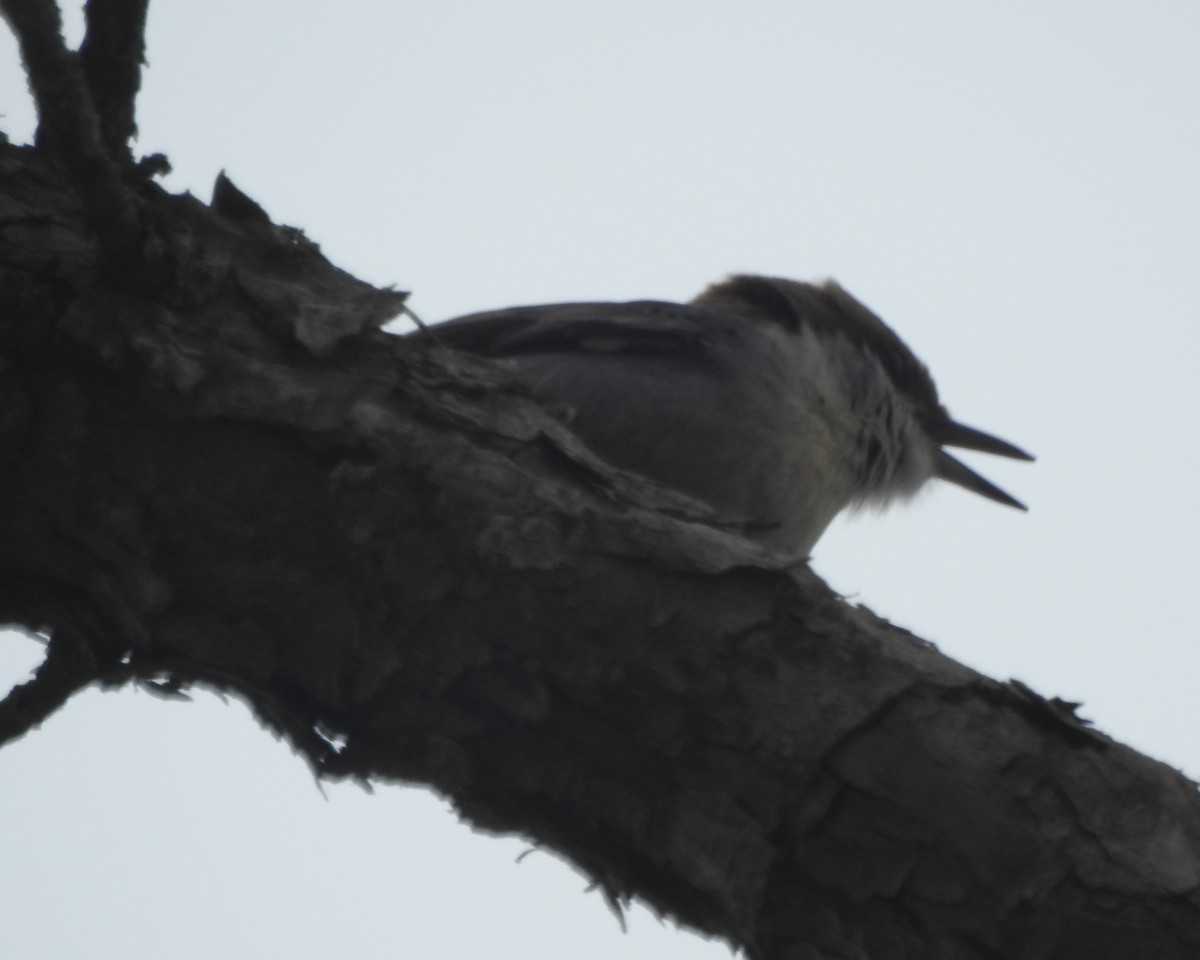 Brown-headed Nuthatch - ML617011810