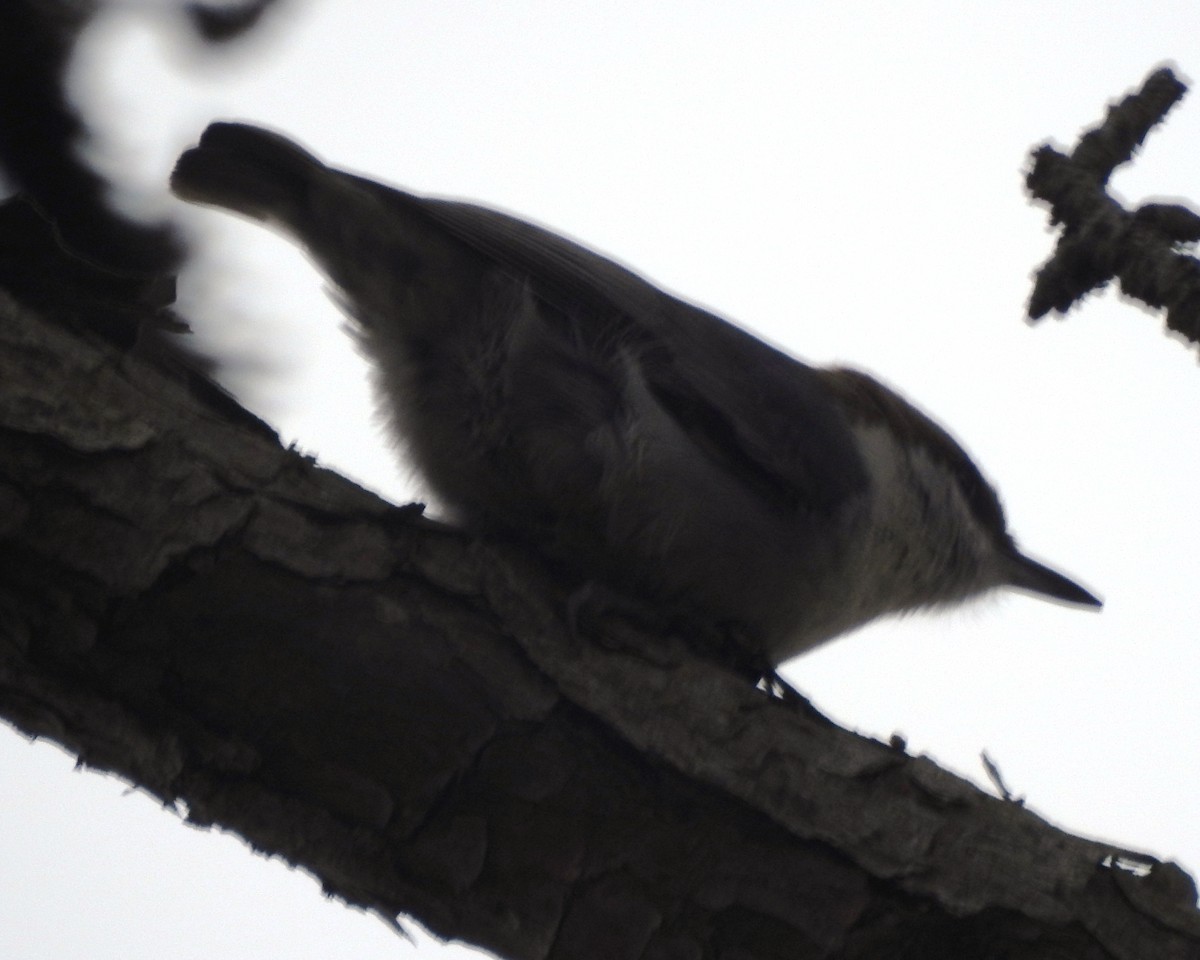 Brown-headed Nuthatch - ML617011811