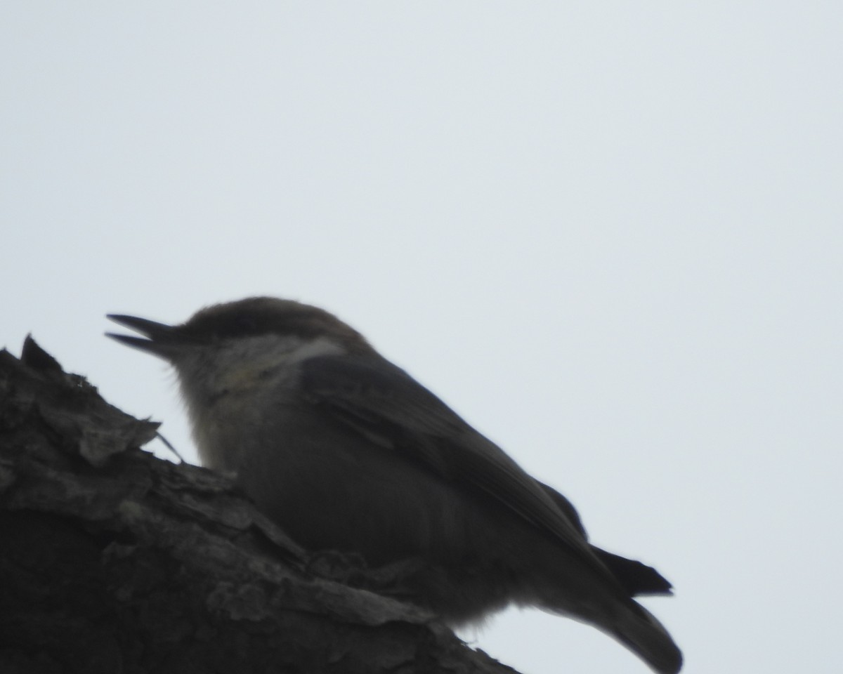 Brown-headed Nuthatch - ML617011812