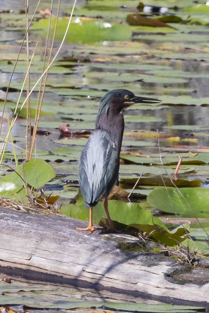 Green Heron - Eliot VanOtteren