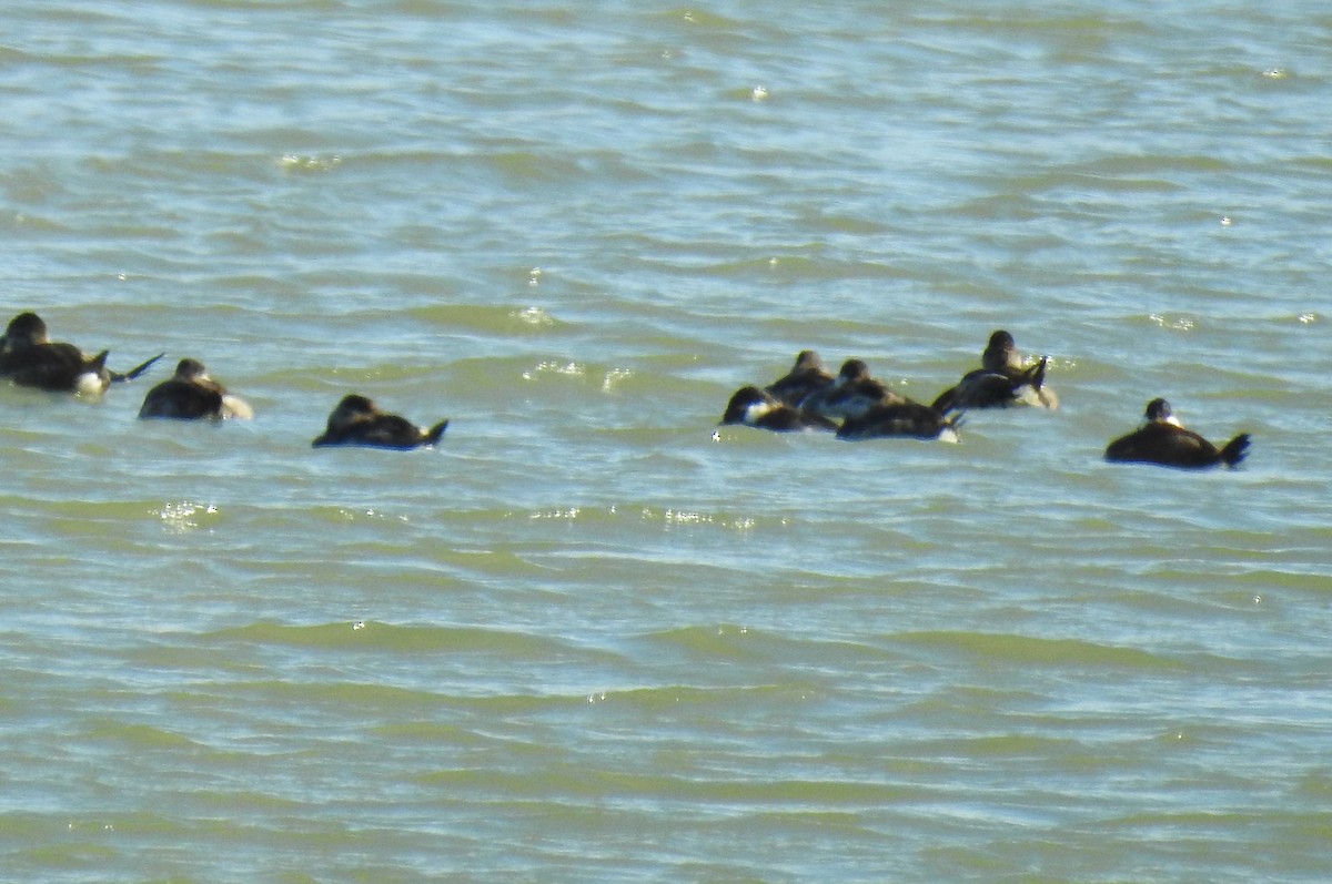 Ruddy Duck - ML617011849