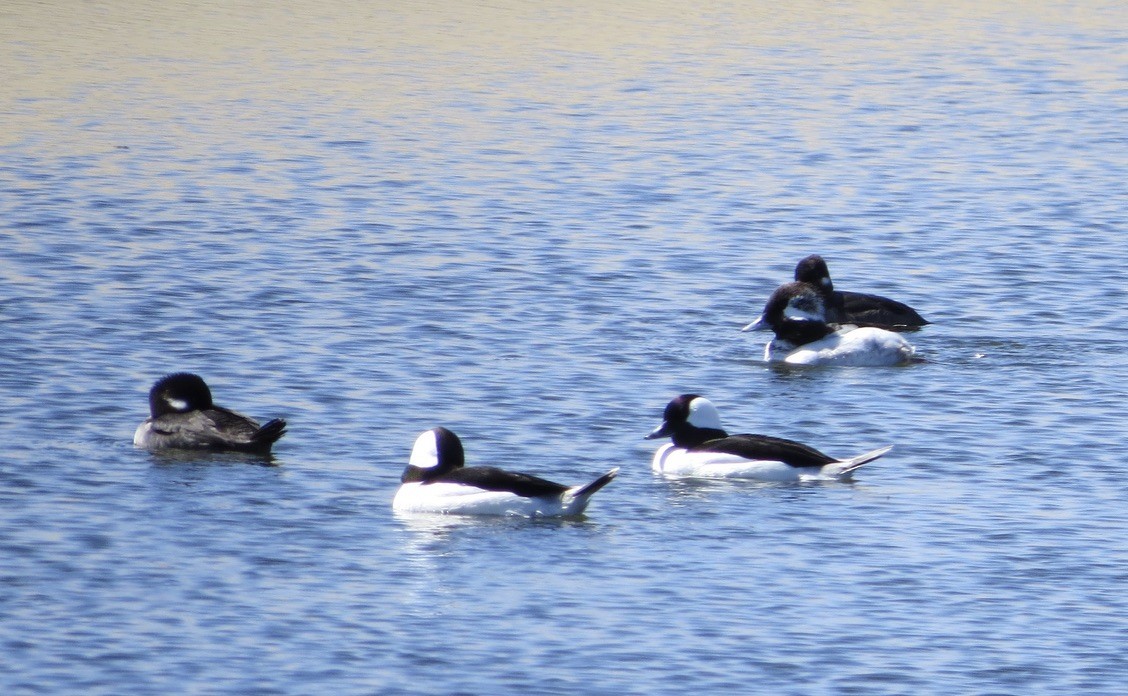 Bufflehead - ML617011859