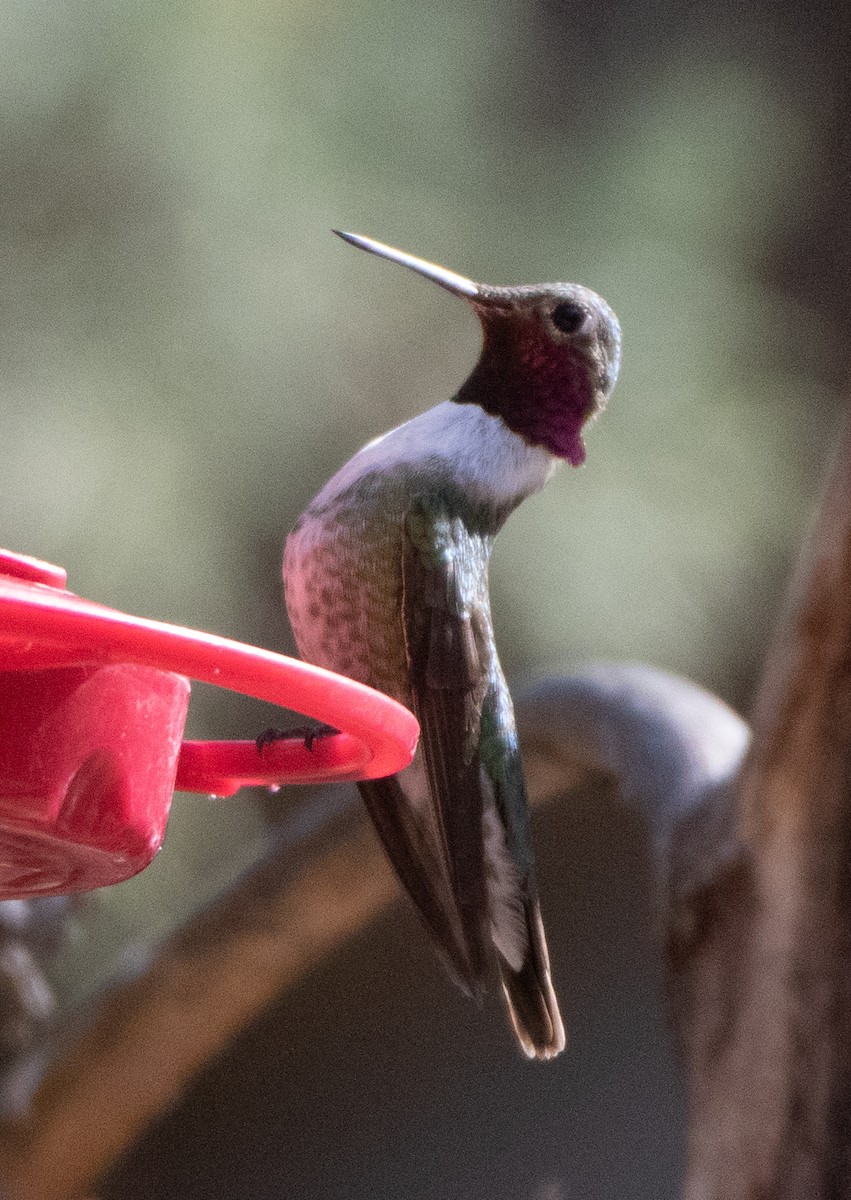 Broad-tailed Hummingbird - ML617011860
