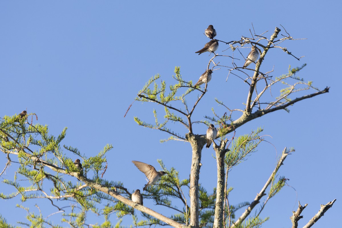 Golondrina Aserrada - ML617011879