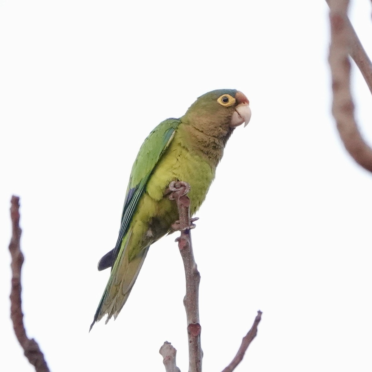 Orange-fronted Parakeet - ML617011913