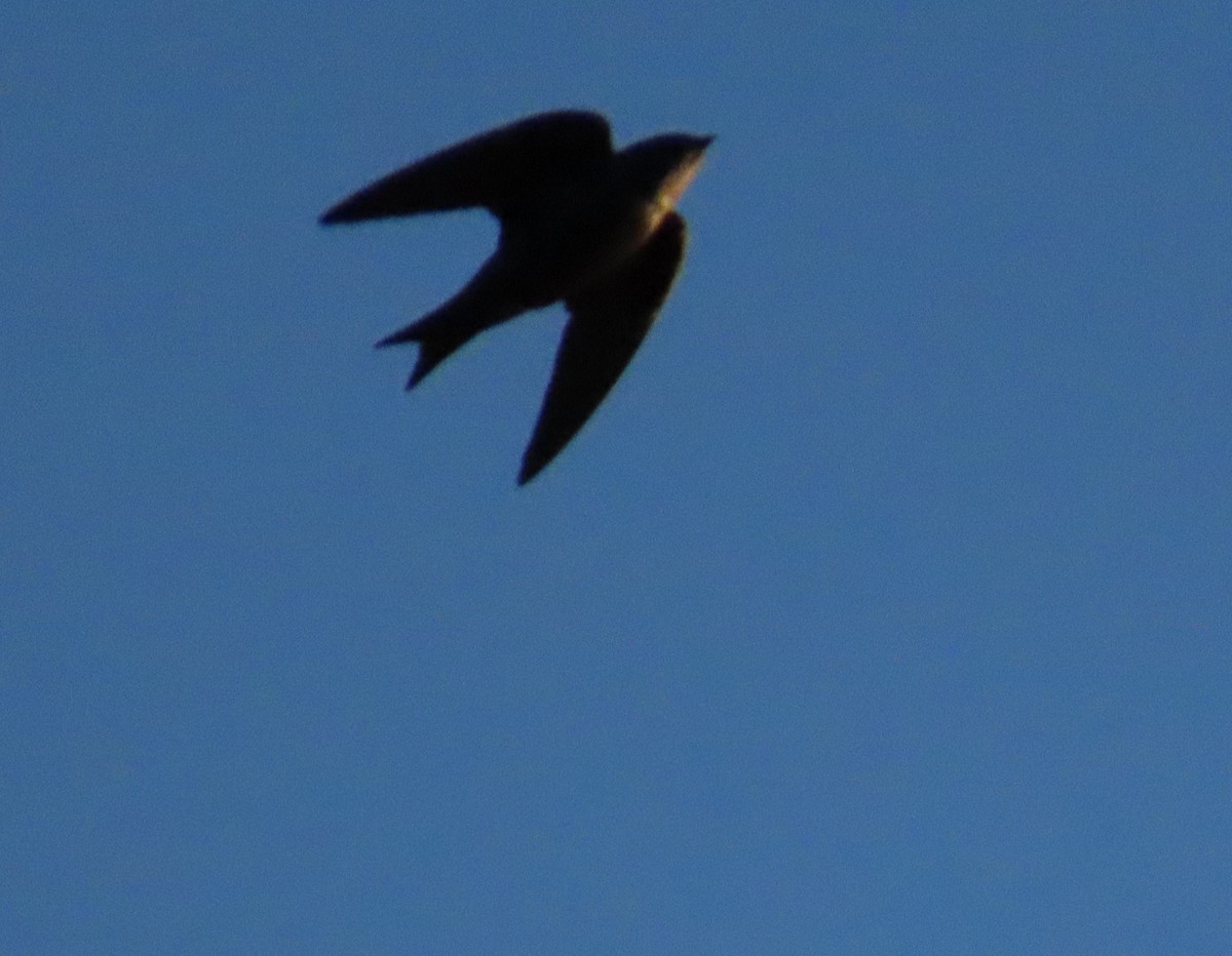 Purple Martin - ML617011921