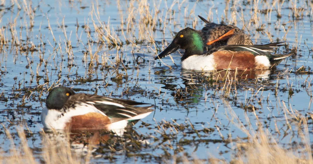 Northern Shoveler - ML617011932