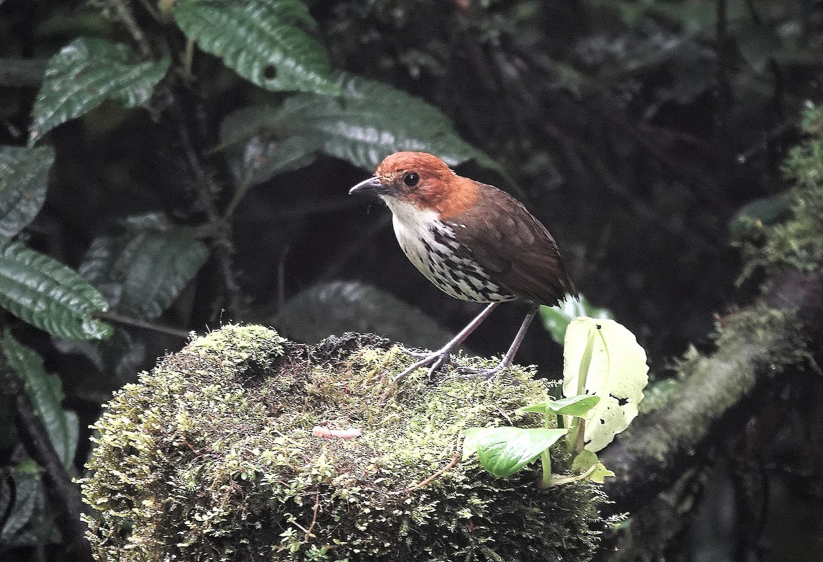 Chestnut-crowned Antpitta - Sophia Wong