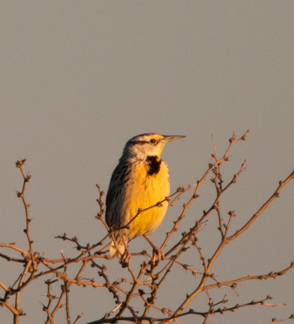 Chihuahuan Meadowlark - ML617011968