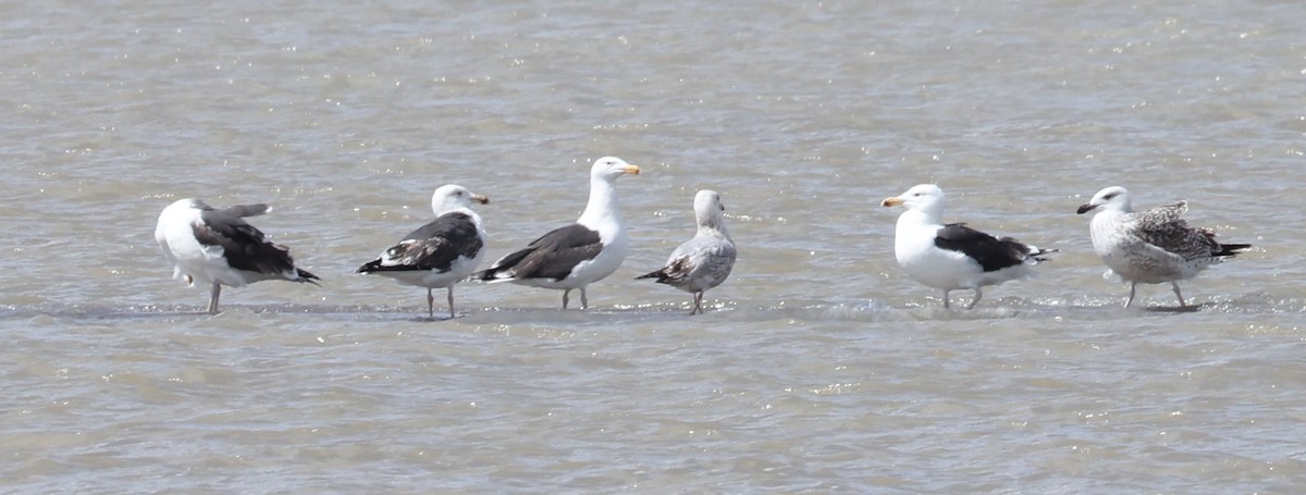 Great Black-backed Gull - ML617011978