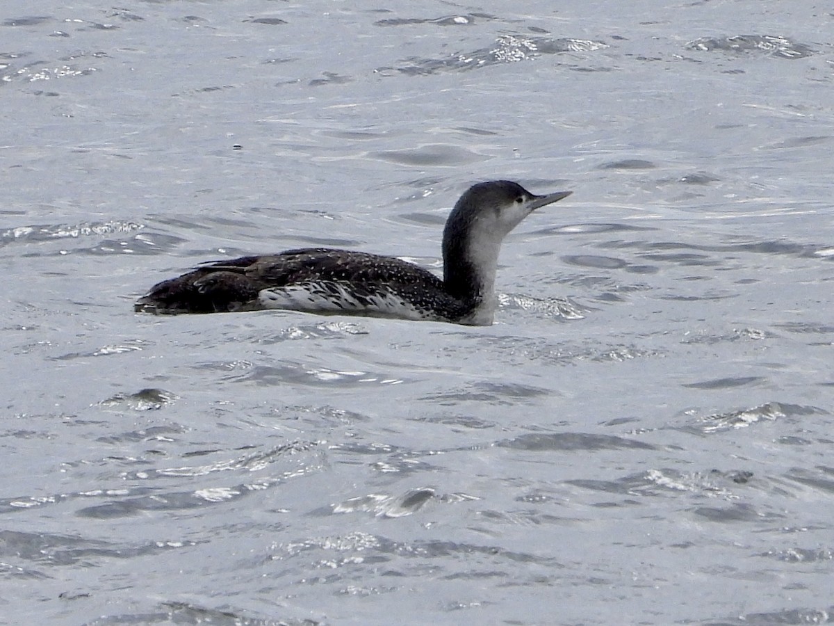Red-throated Loon - ML617011989