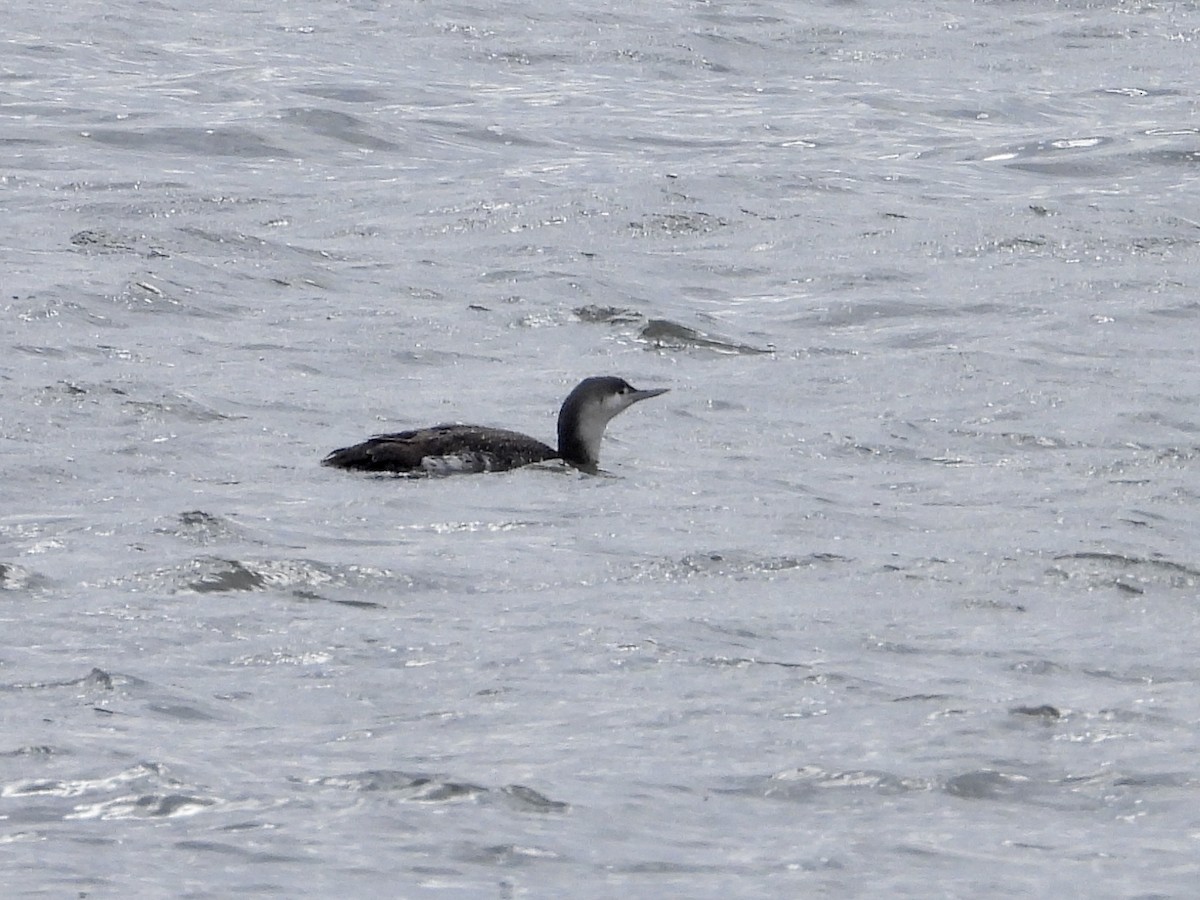 Red-throated Loon - ML617011990