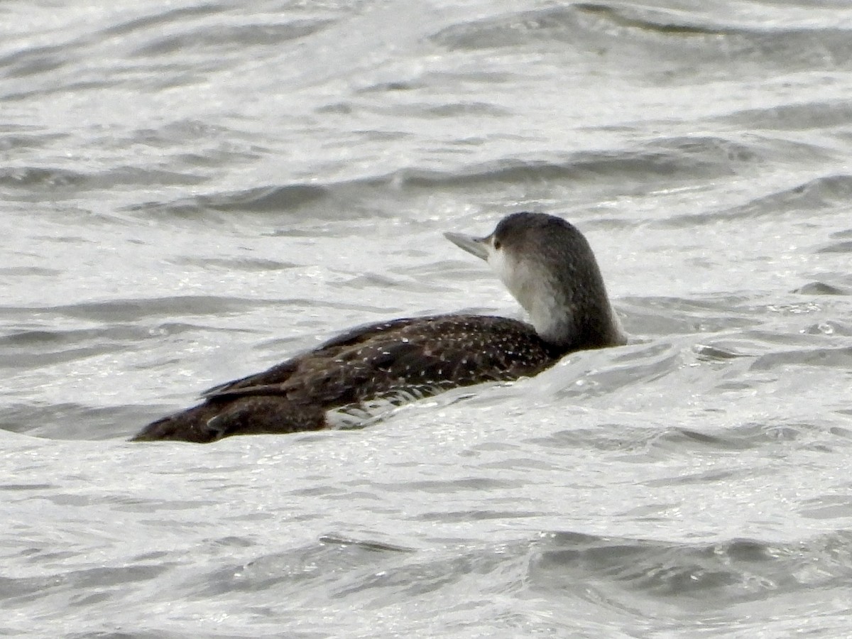 Red-throated Loon - ML617011991