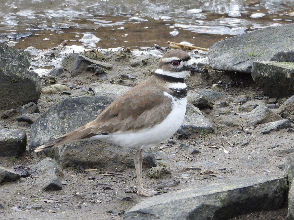 Killdeer - ML617012002