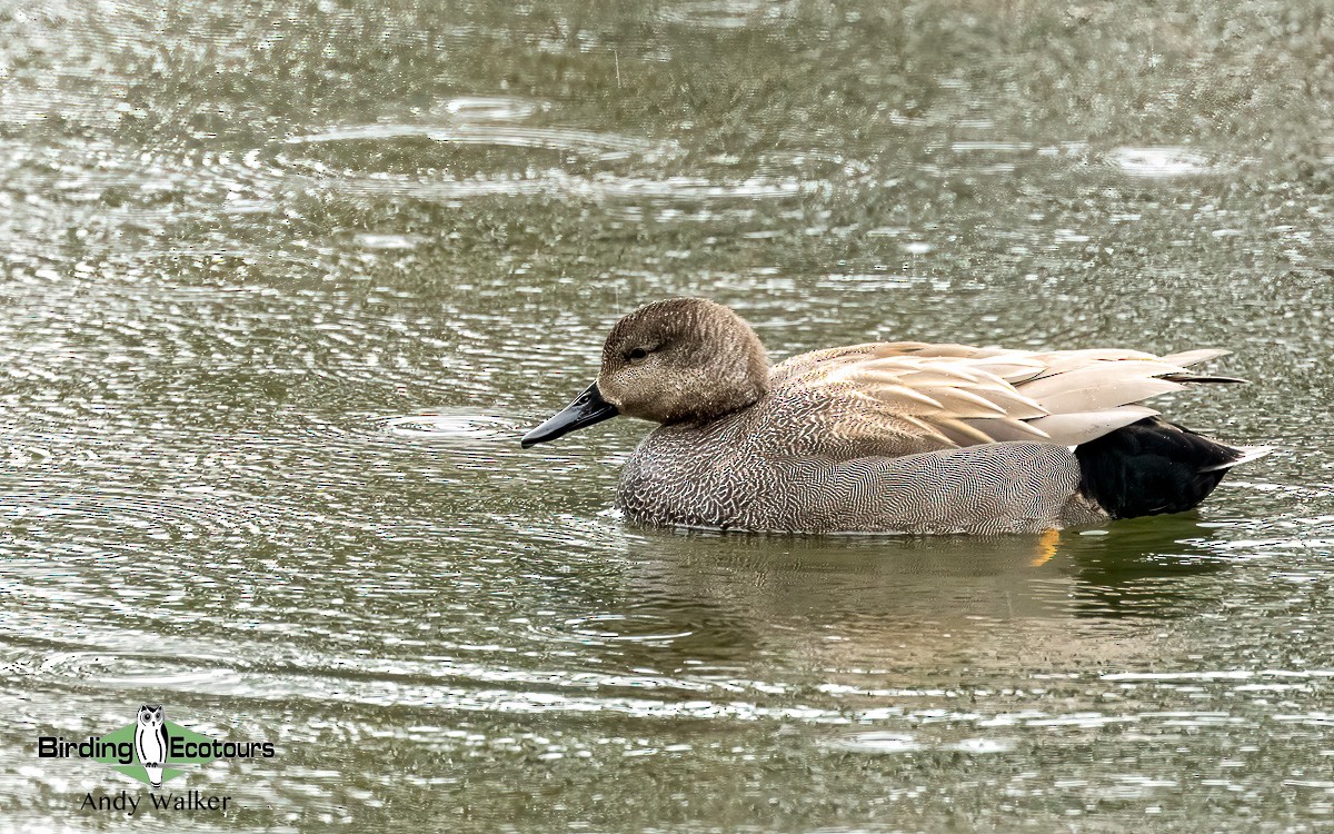 Gadwall (Common) - Andy Walker - Birding Ecotours