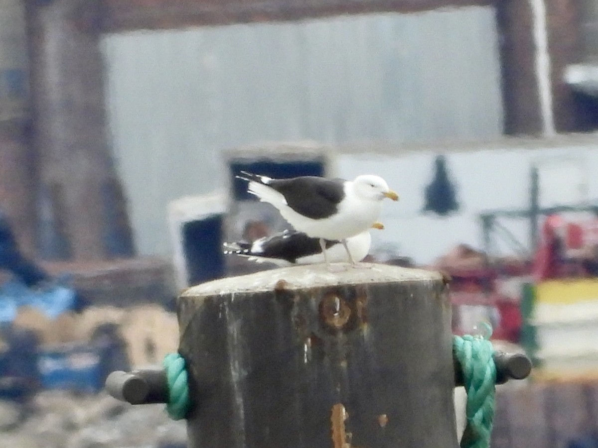 Great Black-backed Gull - ML617012013