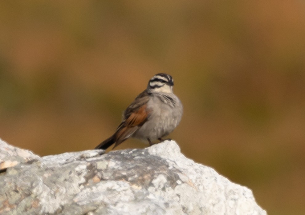 Cape Bunting - ML617012048