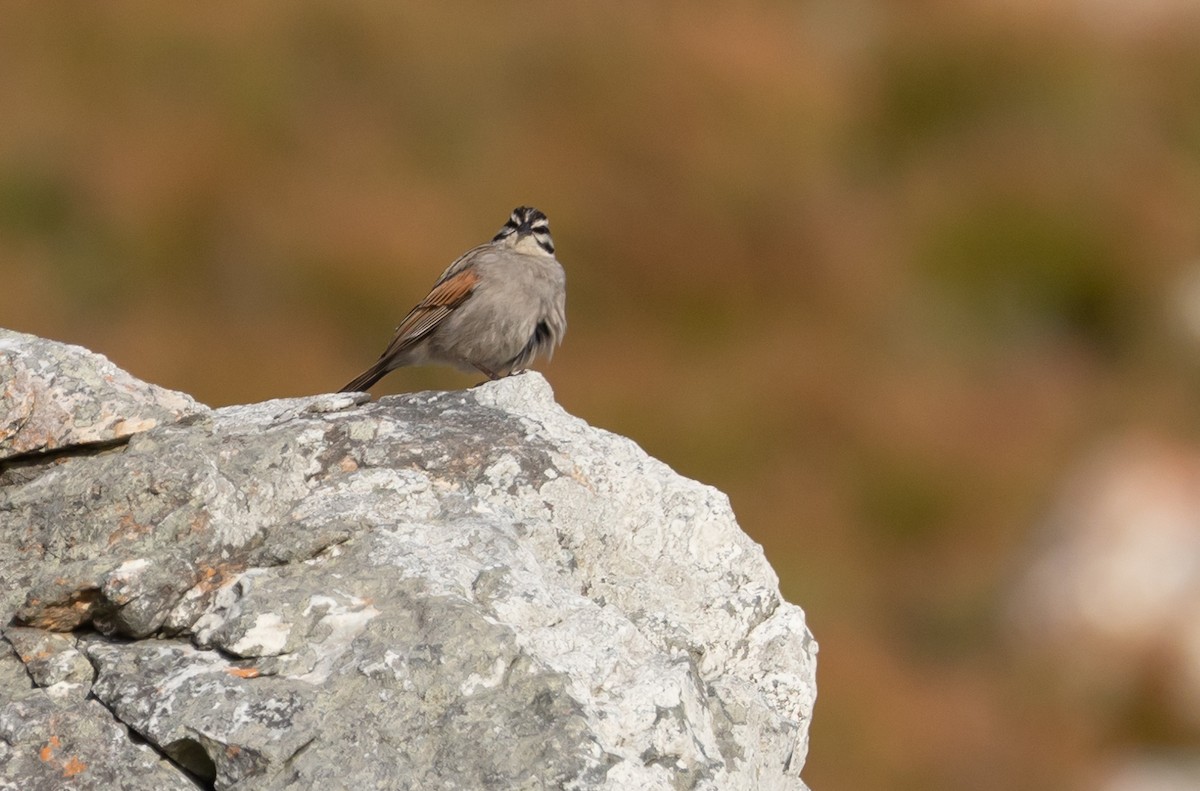 Cape Bunting - ML617012049