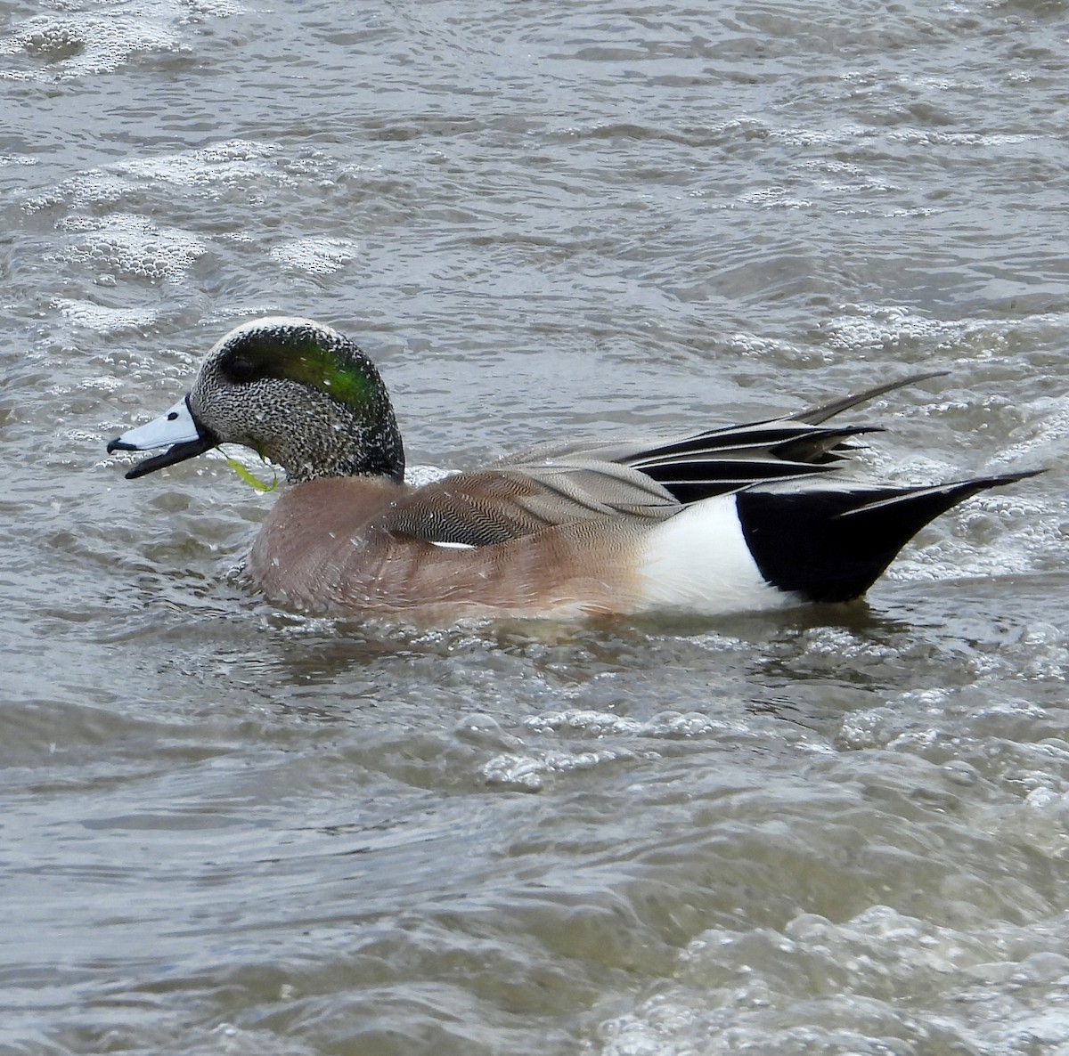 American Wigeon - ML617012060