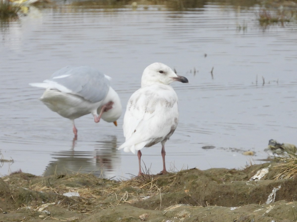 gull sp. - Nick Komar