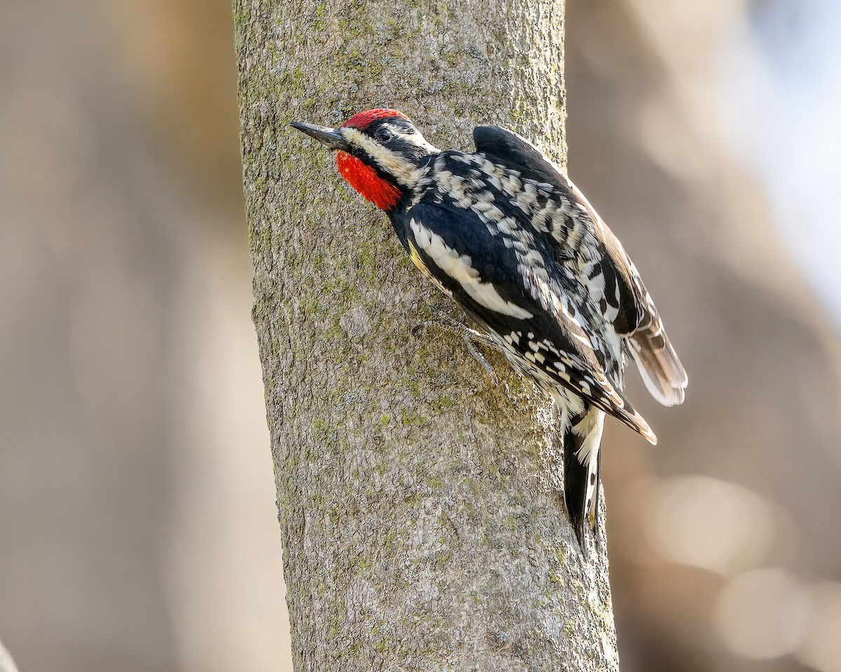 Yellow-bellied Sapsucker - ML617012126