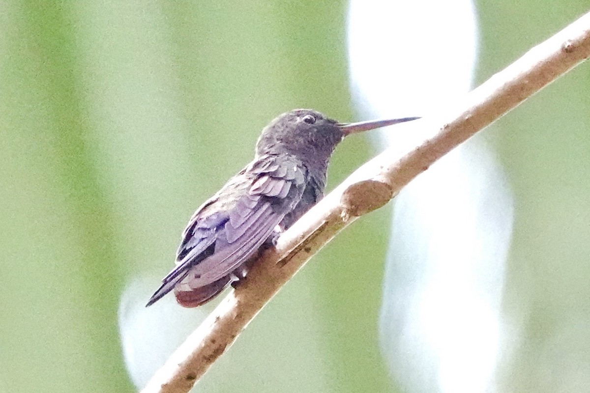 Blue-vented Hummingbird - ML617012127