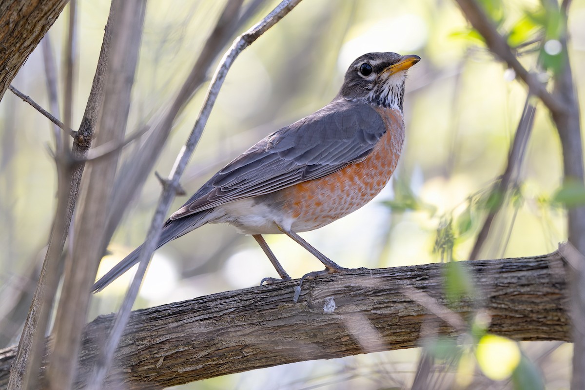 American Robin - ML617012142