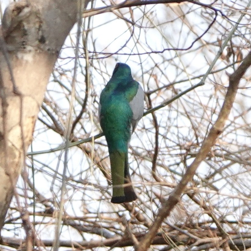 trogon krásný - ML617012146