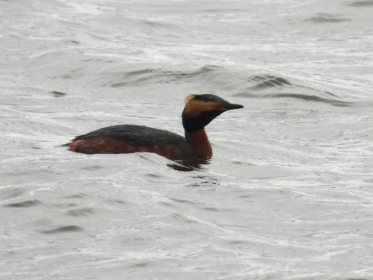 Horned Grebe - ML617012150