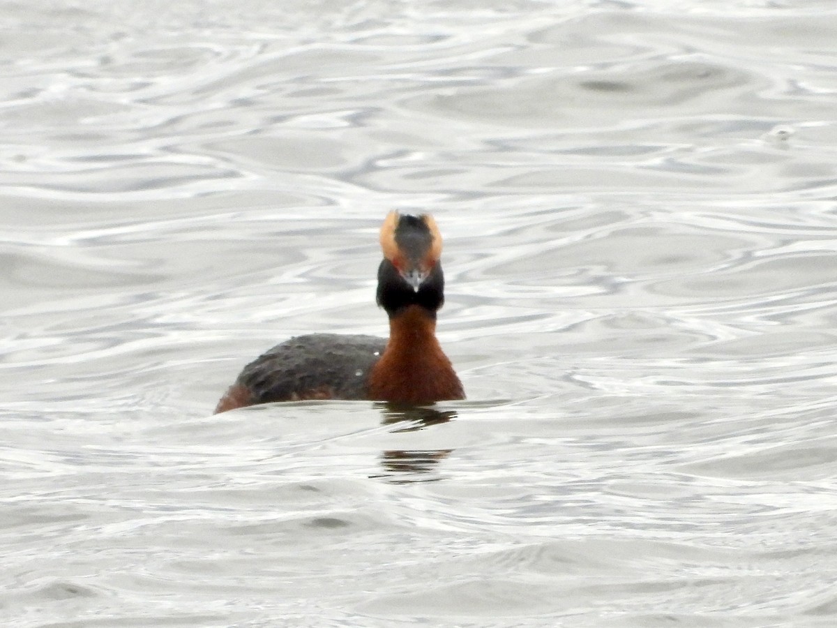 Horned Grebe - ML617012152