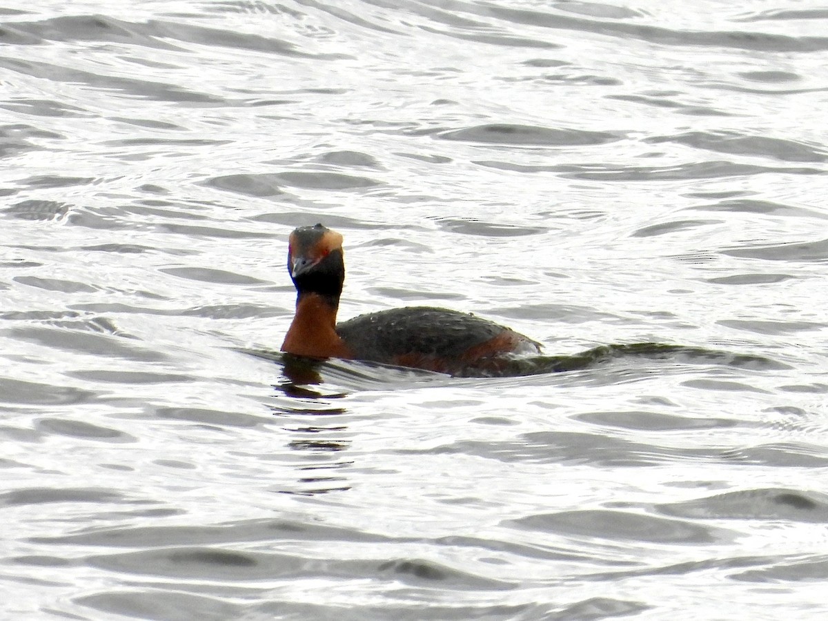 Horned Grebe - ML617012154