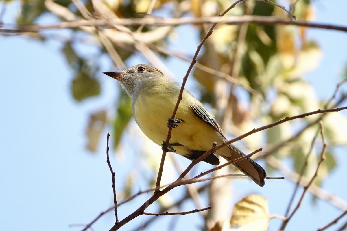 Great Crested Flycatcher - ML617012162