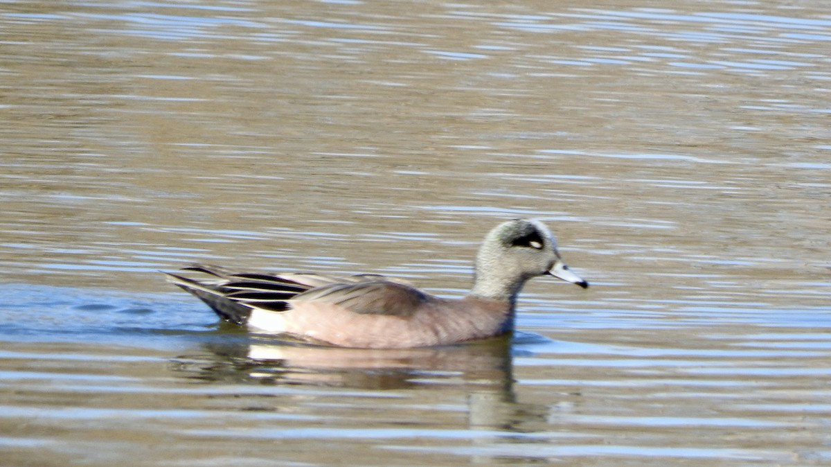 American Wigeon - ML617012168