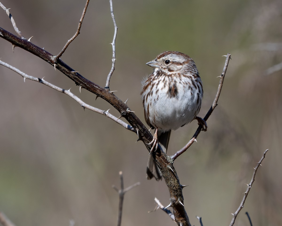 Song Sparrow - ML617012178