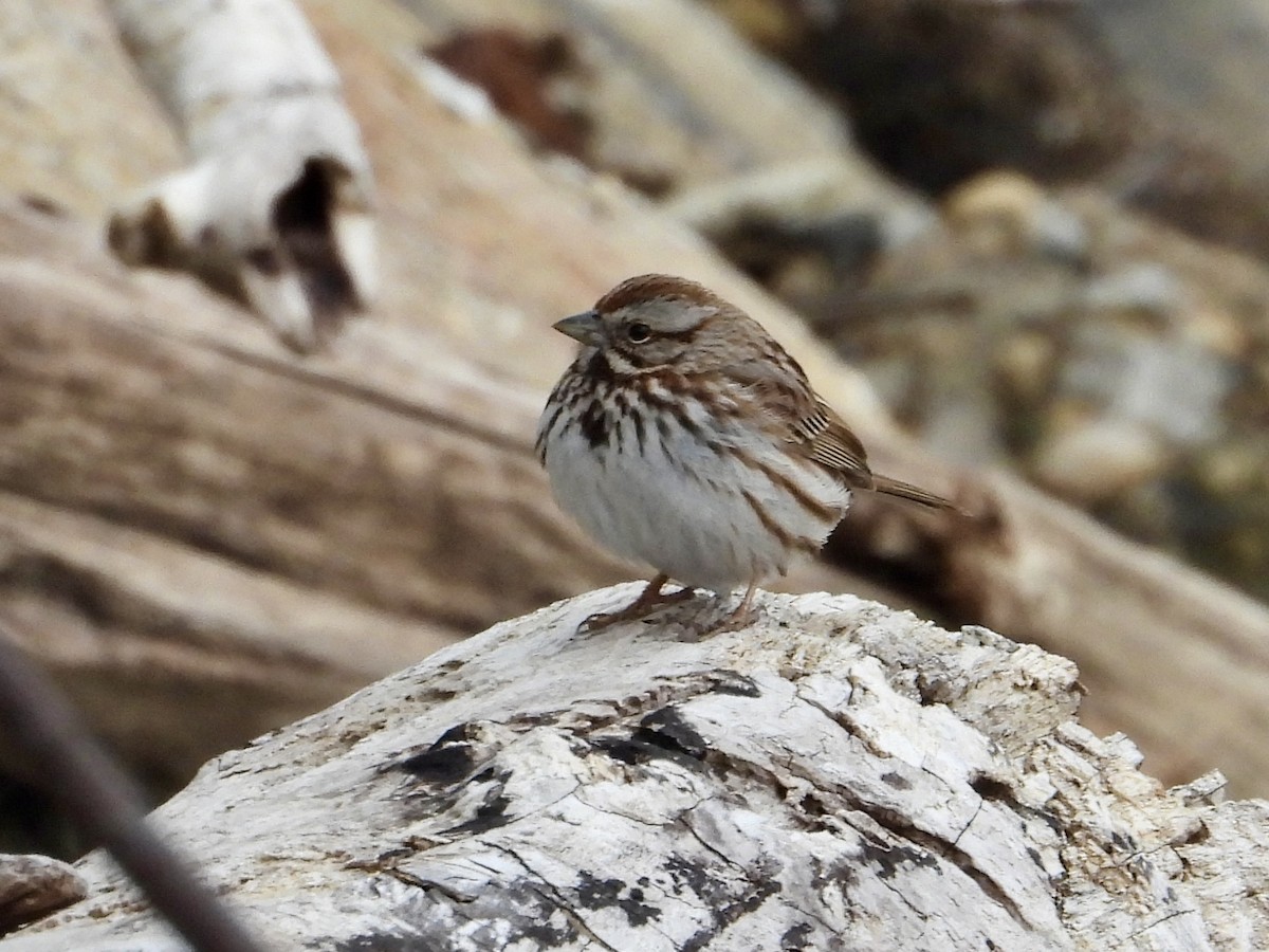 Song Sparrow - ML617012180