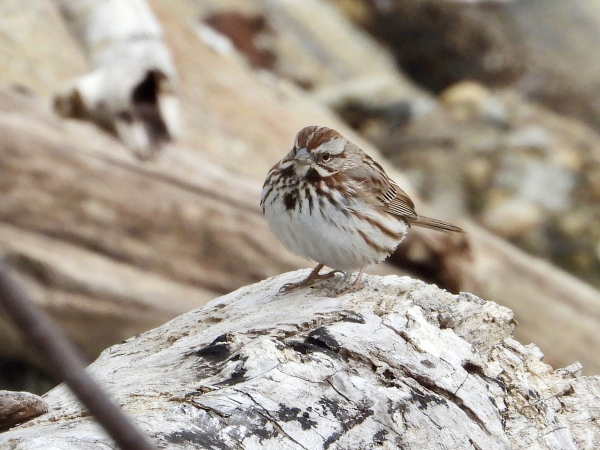 Song Sparrow - ML617012181