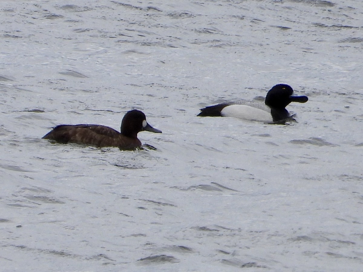 Lesser Scaup - ML617012195