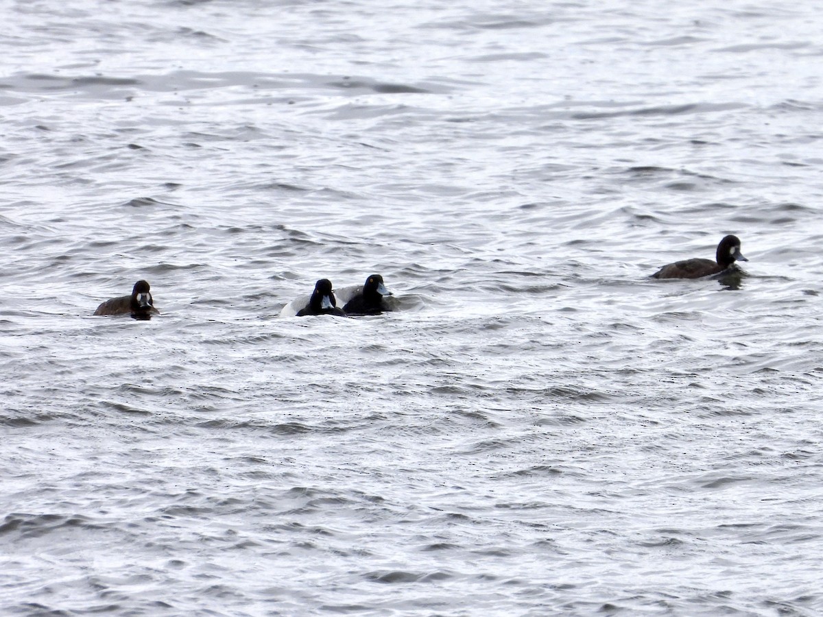 Lesser Scaup - ML617012196