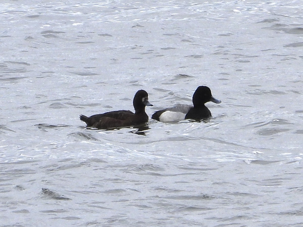 Lesser Scaup - ML617012197