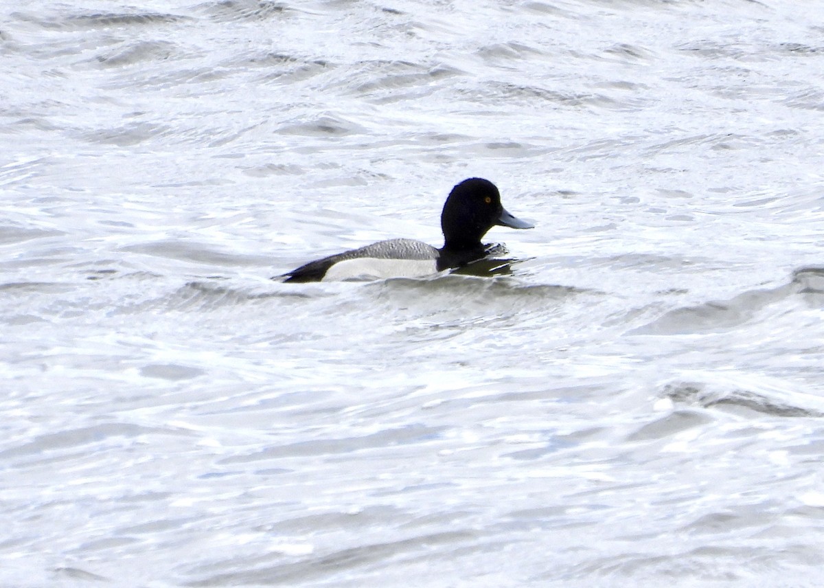 Lesser Scaup - ML617012198