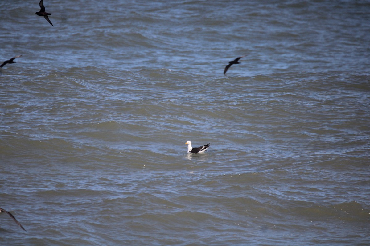 Gaviota Cocinera - ML617012207