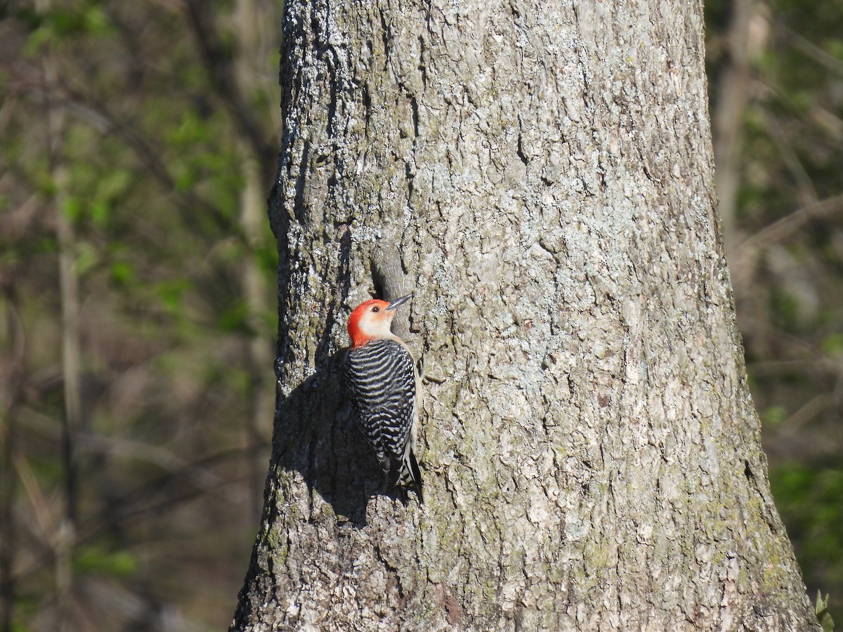 Red-bellied Woodpecker - ML617012240